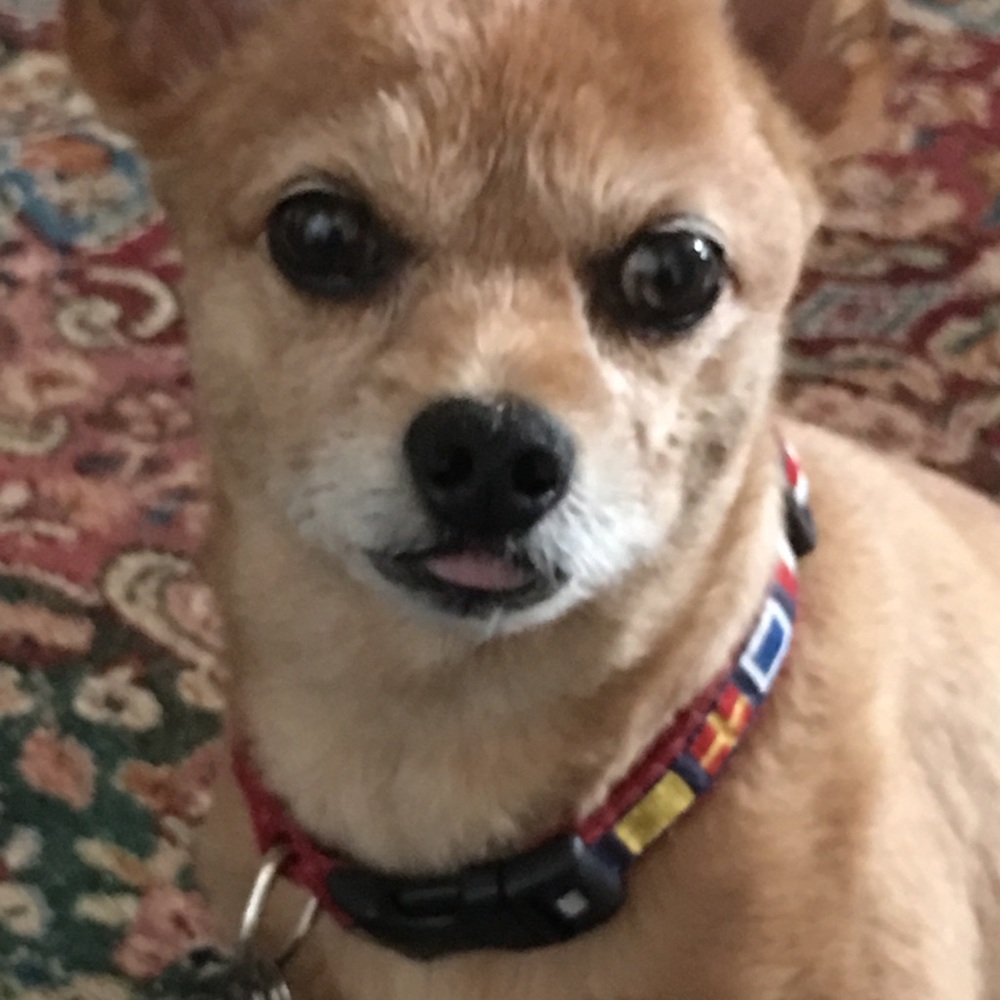 Rest in Peace my Little Fur Baby 🐕 ❤️ 👼🏻 ❤️